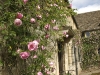 Barton Place climbing roses over door