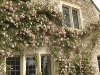 Barton Place climbing roses