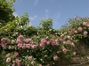sheldon-manor-pink-roses